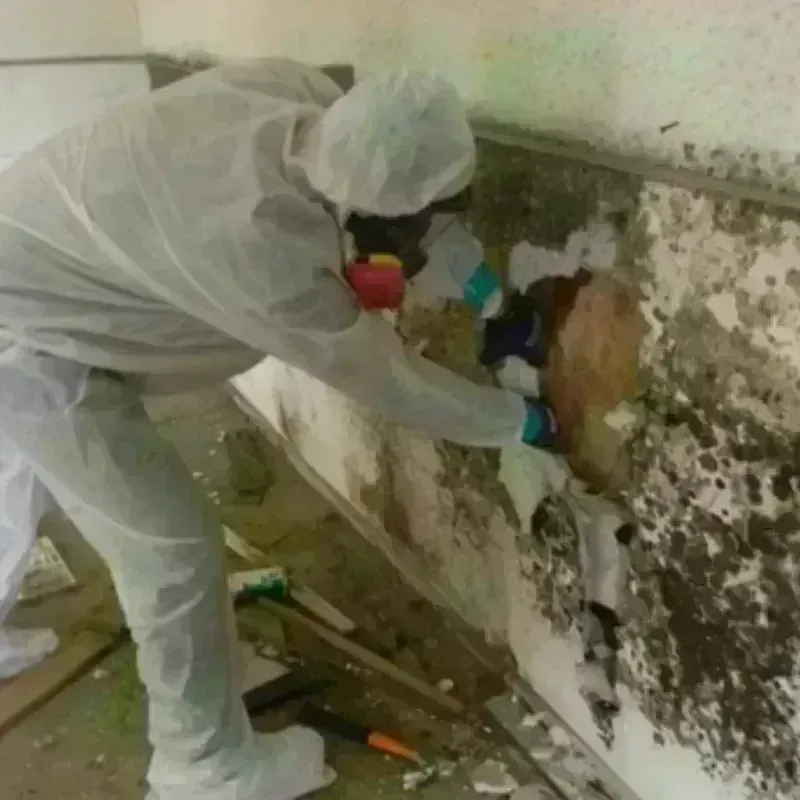 Mold Remediation and Removal in Wilmer, TX